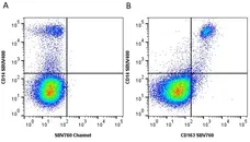 Anti Human CD163 Antibody, clone EDHu-1 gallery image 54