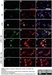 Anti Human CD163 Antibody, clone EDHu-1 thumbnail image 6