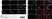 Anti Human CD163 Antibody, clone EDHu-1 thumbnail image 6
