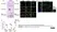 Anti Human CD163 Antibody, clone EDHu-1 thumbnail image 7
