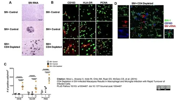Anti Human CD163 Antibody, clone EDHu-1 gallery image 7