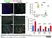 Anti Human CD163 Antibody, clone EDHu-1 thumbnail image 8