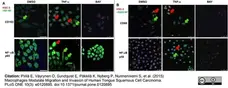 Anti Human CD163 Antibody, clone EDHu-1 gallery image 9