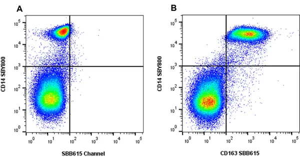 Anti Human CD163 Antibody, clone rAB04 gallery image 4