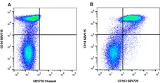 Anti Human CD163 Antibody, clone rAB04 gallery image 6