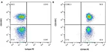 Anti Human CD164 Antibody, clone 67D2 gallery image 2