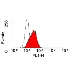 Anti Human CD166 Antibody, clone 3A6 gallery image 1