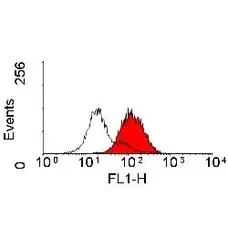 Anti Human CD166 Antibody, clone 3A6 gallery image 2