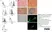 Anti Human CD166 Antibody, clone 3A6 thumbnail image 4