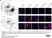 Anti Human CD166 Antibody, clone 3A6 thumbnail image 6