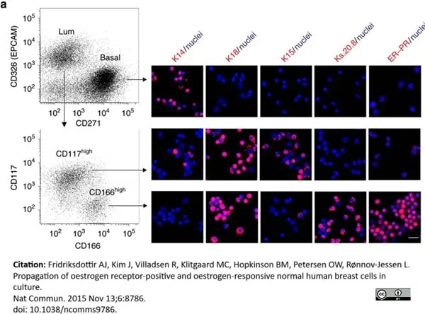 Anti Human CD166 Antibody, clone 3A6 gallery image 6