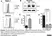 Anti Human CD169 Antibody, clone 7-239 thumbnail image 2