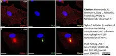 Anti Human CD169 Antibody, clone 7-239 gallery image 3