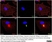 Anti Human CD169 Antibody, clone 7-239 thumbnail image 3