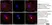 Anti Human CD169 Antibody, clone 7-239 thumbnail image 3