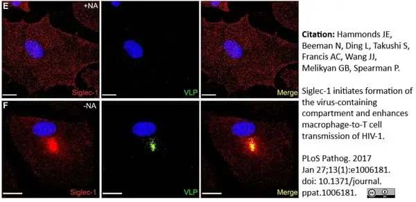 Anti Human CD169 Antibody, clone 7-239 gallery image 3