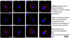 Anti Human CD169 Antibody, clone 7-239 gallery image 4