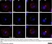 Anti Human CD169 Antibody, clone 7-239 thumbnail image 4