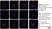 Anti Human CD169 Antibody, clone 7-239 thumbnail image 4