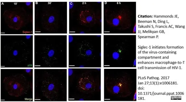 Anti Human CD169 Antibody, clone 7-239 gallery image 4