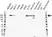 Anti CD171 Antibody, clone OTI2G9 (PrecisionAb Monoclonal Antibody) thumbnail image 1