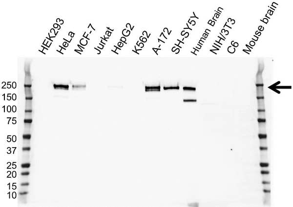 Anti CD171 Antibody, clone OTI2G9 (PrecisionAb Monoclonal Antibody) gallery image 1