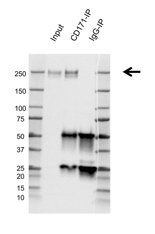 Anti CD171 Antibody, clone OTI2G9 (PrecisionAb Monoclonal Antibody) gallery image 2