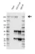 Anti CD171 Antibody, clone OTI2G9 (PrecisionAb Monoclonal Antibody) thumbnail image 2