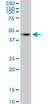 Anti Human CD172a Antibody, clone 4C7 thumbnail image 1