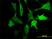 Anti Human CD172a Antibody, clone 4C7 thumbnail image 2