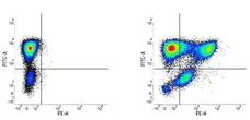 Anti Human CD177 Antibody, clone MEM-166 gallery image 1