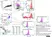 Anti Human CD177 Antibody, clone MEM-166 thumbnail image 2