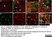 Anti Human CD18 Antibody, clone YFC118.3 thumbnail image 6