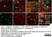 Anti Human CD18 Antibody, clone YFC118.3 thumbnail image 6