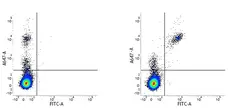 Anti Human CD19 Antibody, clone Bu12 gallery image 2