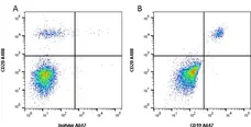 Anti Human CD19 Antibody, clone Bu12 gallery image 3