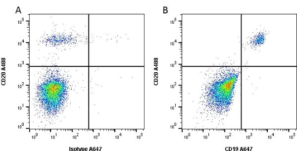 Anti Human CD19 Antibody, clone Bu12 gallery image 3