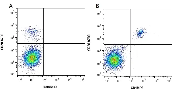 Anti Human CD19 Antibody, clone Bu12 gallery image 4