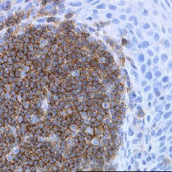Anti Human CD19 Antibody, clone LE-CD19 (Monoclonal Antibody Antibody) gallery image 1