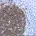 Anti Human CD19 Antibody, clone LE-CD19 (Monoclonal Antibody Antibody) thumbnail image 1