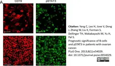 Anti Human CD19 Antibody, clone LE-CD19 (Monoclonal Antibody Antibody) gallery image 3