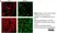 Anti Human CD19 Antibody, clone LE-CD19 (Monoclonal Antibody Antibody) thumbnail image 3