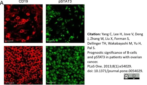 Anti Human CD19 Antibody, clone LE-CD19 (Monoclonal Antibody Antibody) gallery image 3
