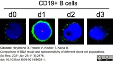 Anti Human CD19 Antibody, clone LE-CD19 (Monoclonal Antibody Antibody) gallery image 4