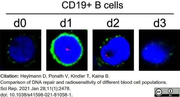 Anti Human CD19 Antibody, clone LE-CD19 (Monoclonal Antibody Antibody) gallery image 4