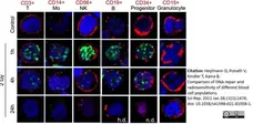 Anti Human CD19 Antibody, clone LE-CD19 (Monoclonal Antibody Antibody) gallery image 5
