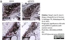 Anti Human CD19 Antibody, clone LE-CD19 (Monoclonal Antibody Antibody) gallery image 6