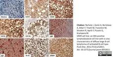 Anti Human CD19 Antibody, clone LE-CD19 (Monoclonal Antibody Antibody) gallery image 7