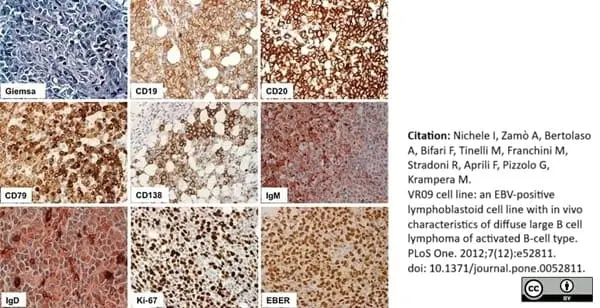 Anti Human CD19 Antibody, clone LE-CD19 (Monoclonal Antibody Antibody) gallery image 7