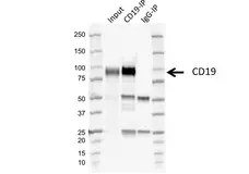 Anti Human CD19 Antibody, clone LE-CD19 (Monoclonal Antibody Antibody) gallery image 8